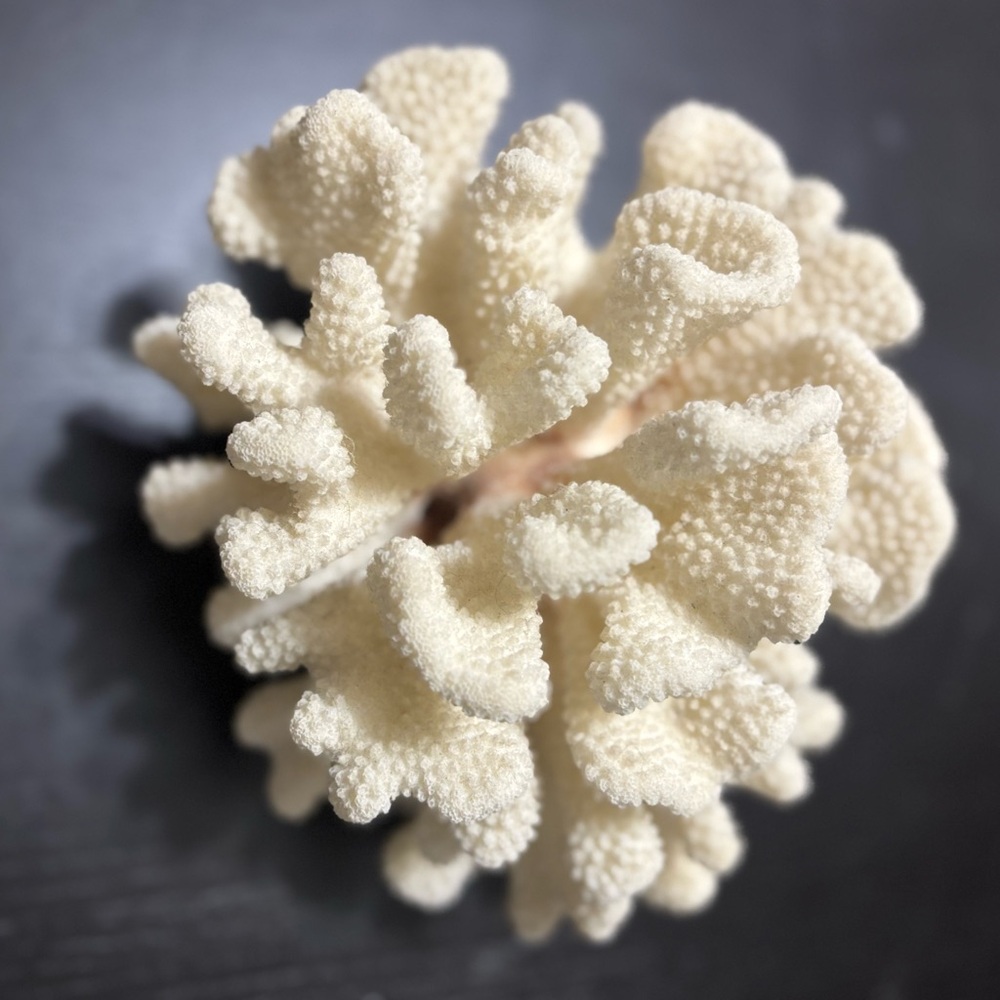 Beautiful Natural Large White Coral Tree